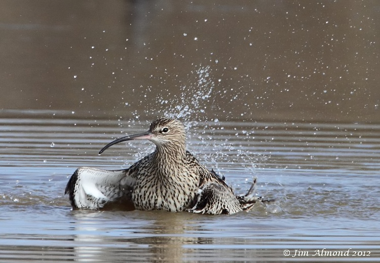 Curlew washing VP 18 3 12 IMG_1607